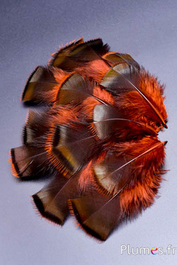 Bronzetruthan effiliert - 5-15 cm - aztekengold